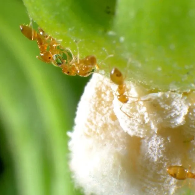 thumbnail for publication: Alluaud’s Little Yellow Ant Plagiolepis alluaudi Emery (Insecta: Hymenoptera: Formicidae)